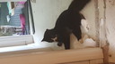 Filename=2018-10-08_10_11_12.jpg
Filesize=1869KiB
Dimensions=5312x2988
Date added=Apr 12, 2020 2018-10-08_10_11_12.jpg