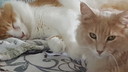 Filename=2019-03-31_14_50_46.jpg
Filesize=1321KiB
Dimensions=5312x2988
Date added=Apr 12, 2020 2019-03-31_14_50_46.jpg