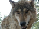 Filename=P1050008.JPG
Filesize=5804KiB
Dimensions=4320x3240
Date added=Oct 23, 2012 P1050008.JPG