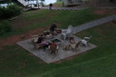 Filename=IMG_2444.JPG
Filesize=5696KiB
Dimensions=5184x3456
Date added=Jun 26, 2017 IMG_2444.JPG