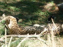 Filename=P1150644.JPG
Filesize=5881KiB
Dimensions=4320x3240
Date added=Oct 08, 2013 P1150644.JPG