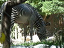 Filename=P1150677.JPG
Filesize=5952KiB
Dimensions=4320x3240
Date added=Oct 08, 2013 P1150677.JPG