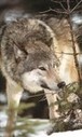 Filename=017.JPG
Filesize=20KiB
Dimensions=90x150
Date added=Oct 23, 2012 017.JPG