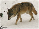 Filename=050.JPG
Filesize=22KiB
Dimensions=150x114
Date added=Oct 23, 2012 050.JPG