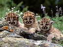 Filename=100425031747647655899311.jpg
Filesize=106KiB
Dimensions=500x375
Date added=Jul 17, 2018 100425031747647655899311.jpg