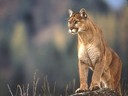 Filename=Eastern-cougar-1.jpg
Filesize=90KiB
Dimensions=600x450
Date added=Jul 17, 2018 Eastern-cougar-1.jpg