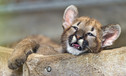 Filename=GettyImages-540810731.jpg
Filesize=8761KiB
Dimensions=4928x2962
Date added=Jul 17, 2018 GettyImages-540810731.jpg
