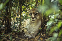 Filename=GettyImages-596127354.jpg
Filesize=6191KiB
Dimensions=4000x2619
Date added=Jul 17, 2018 GettyImages-596127354.jpg