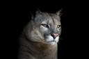 Filename=GettyImages-614654934.jpg
Filesize=2281KiB
Dimensions=4256x2832
Date added=Jul 17, 2018 GettyImages-614654934.jpg