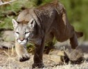 Filename=Puma3.jpg
Filesize=27KiB
Dimensions=399x310
Date added=Jul 17, 2018 Puma3.jpg