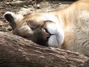 Puma_Sleeping.jpg