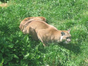 Filename=cougar6.jpg
Filesize=479KiB
Dimensions=800x600
Date added=Jul 17, 2018 cougar6.jpg