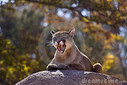 Filename=puma-concolor-cougar-i-10332473.jpg
Filesize=37KiB
Dimensions=400x267
Date added=Jul 17, 2018 puma-concolor-cougar-i-10332473.jpg