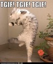 Filename=tgif-cat21.jpg
Filesize=27KiB
Dimensions=380x458
Date added=Jul 17, 2018 tgif-cat21.jpg